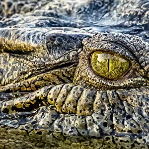 Salt Water Crocodile eye