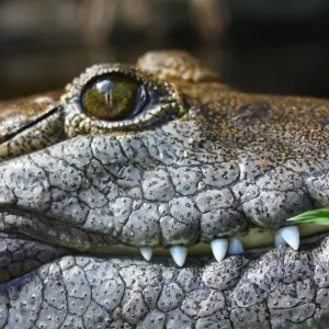 Saltwater Crocodile