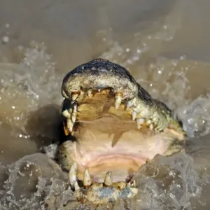 Saltwater Crocodile