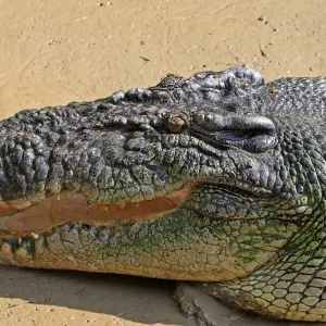 Saltwater crocodile or estuarine crocodile