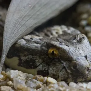 Sand Snake Sand Snake