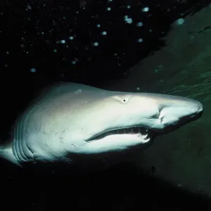Sand Tiger Shark Sand Tiger Shark