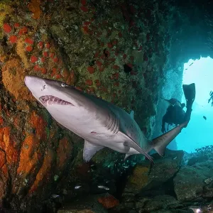 Sand tiger shark, or grey nurse shark as they are known in Australia, swimming through Fish Rock Cave, South West Rocks, NSW, Australia