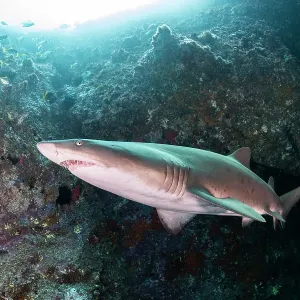 Sand tiger shark near the entrance to Fish Rock Cave, South West Rocks, NSW, Australia Sand tiger shark near the entrance to Fish Rock Cave, South West Rocks, NSW, Australia