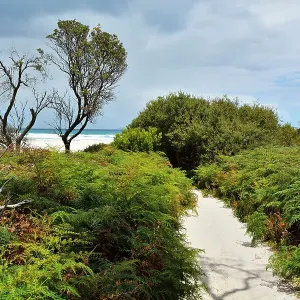 Sandy Path to the Beach, Squeaky Beach, Wilsons Promontory National Park, Victoria, Australia Sandy Path to the Beach, Squeaky Beach, Wilsons Promontory National Park, Victoria, Australia