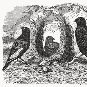 Satin bowerbird (Ptilonorhynchus violaceus), wood engraving, published in 1893