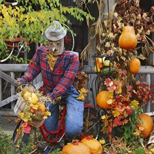 Scarecrow Riding a Bicycle in yard decorated for autumn