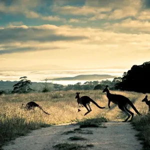 Scattering rays, roos and rosella Scattering rays, roos and rosella