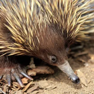 Schnabeligel, (Tachyglossus aculeatus)