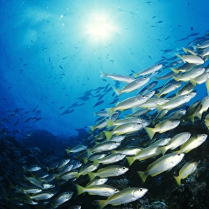School of bigeye snapper (Lutjanus lutjanus), underwater view
