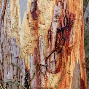 Scribbly Gum trunk Scribbly Gum trunk
