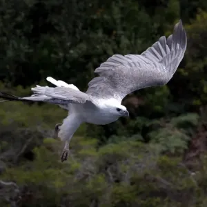 Sea eagle in flight