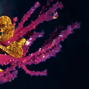 Sea lily - Crinoid