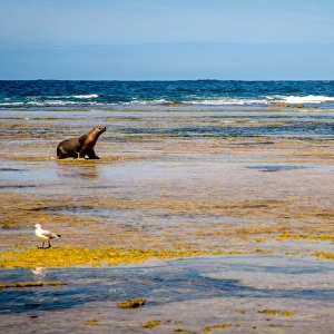 Sea lion at Baird Bay in Eyre Peninsula, South Australia