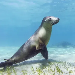Sea lion. Bairds Bay. South Australia Sea lion. Bairds Bay. South Australia