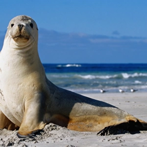 Sea Lion, Seal Bay