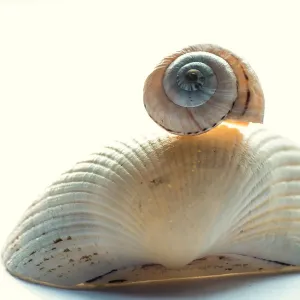 Sea Shell Close up Sea Shell Close up