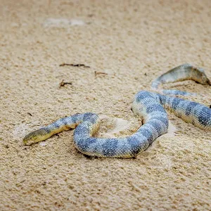 Sea snake Sea snake