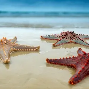 Sea Star Sea Star