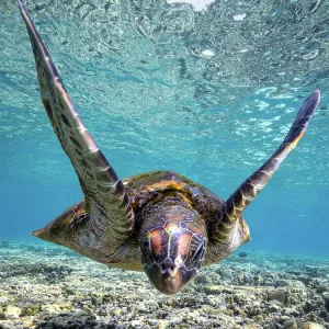 Sea Turtle