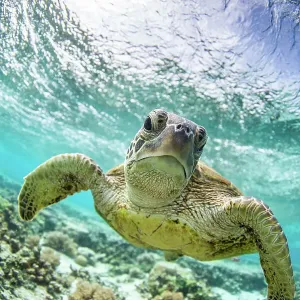Sea Turtle swimming