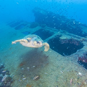 Sea turtle and wreck