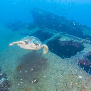 Sea turtle and wreck Sea turtle and wreck