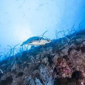 sea turtle and wreck, Townsville, Australia, 2014 sea turtle and wreck, Townsville, Australia, 2014