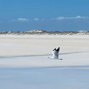Seagull on Cable Beach