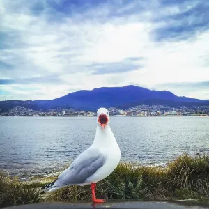 Seagull with Mt Wellington, Hobart in background Seagull with Mt Wellington, Hobart in background