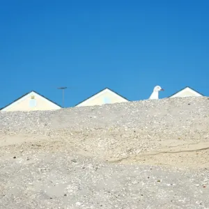 Seagull and sand dune
