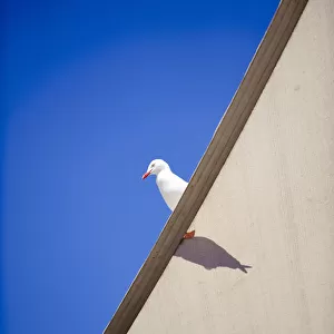 Seagull sits on canvas