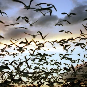 Silhouetted Seagulls Print Against Evening Sky
