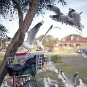 Seagulls and Bicycle Print