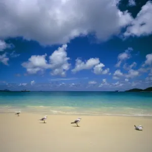 Seagulls on an idyllic beach, Australia