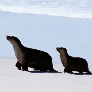 Sealions on Kangaroo Island in South Australia