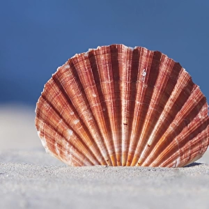 Seashell in sand with blue ocean background