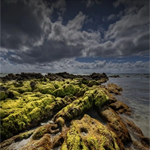 Seaweed on the coastline of King Island, Bass Strait, Tasmania, Australia