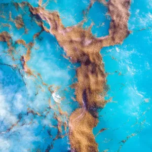 Seaweed Textures Print