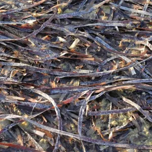 Seaweed washed ashore, evening light, Shark Bay World Heritage Area, Western Australia, Australia