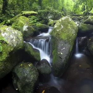 Serenity of rainforest Serenity of rainforest