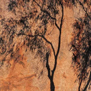 Shadow of Eucalyptus Tree, Devils Marbles, Northern Territory, Australia