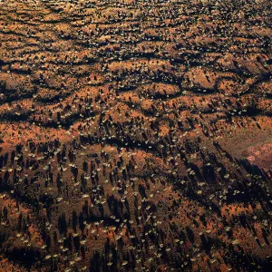 Shadows Of desert oak trees over outback