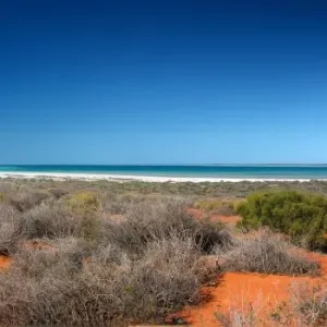 shark bay