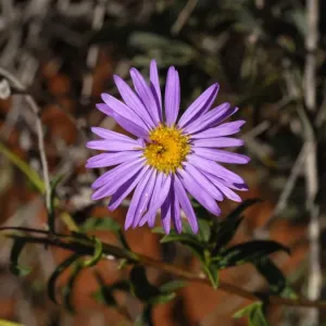 Shark Bay Daisy (Pembertonia latisquamea), Monkey Mia, Western Australia, Australia
