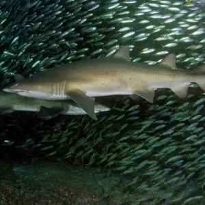 Sharks Sharks