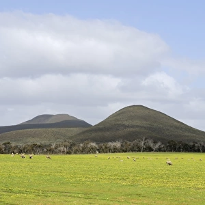 Sheep grazing on pasture before the Stirling Ranges mountains north of Albany, Western Australia, Australia