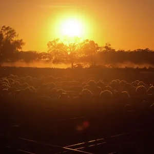 Sheep station sunrise Sheep station sunrise