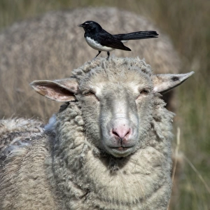 Sheep & Wagtail