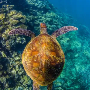 Exmouth, Ningaloo Reef and Coral Bay